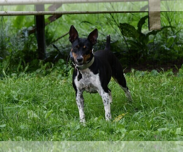 Medium Photo #2  Breeder Profile in PETERSBURG, PA, USA