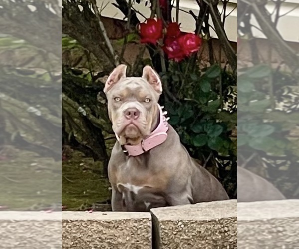 Medium Photo #8  Breeder Profile in LOGANVILLE, GA, USA