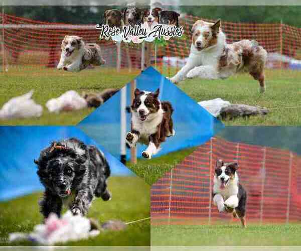 Medium Photo #2  Breeder Profile in TROUT RUN, PA, USA