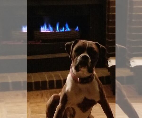 Medium Photo #1  Breeder Profile in METROPOLIS, IL, USA