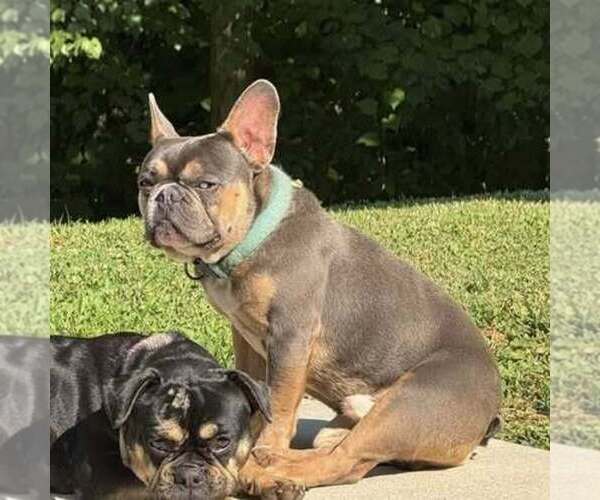 Medium Photo #4  Breeder Profile in GASTONIA, NC, USA