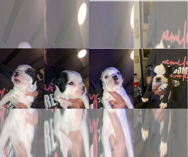 Medium Photo #1  Breeder Profile in EDDY, TX, USA