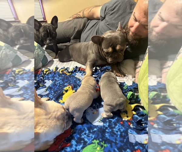 Medium Photo #15  Breeder Profile in BIG RAPIDS, MI, USA