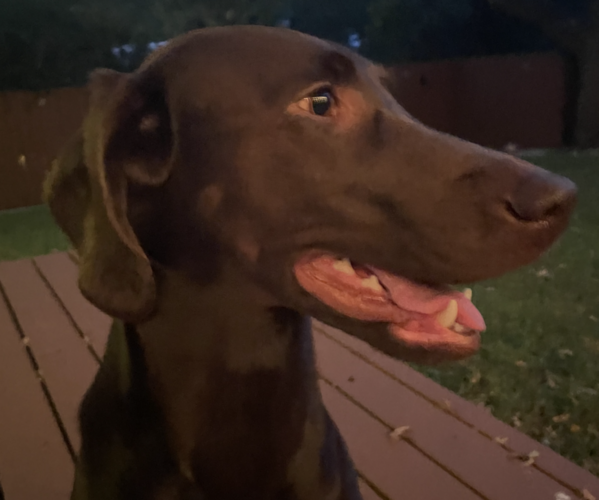 Medium Photo #1  Breeder Profile in ARLINGTON, TX, USA