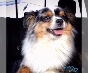 Miniature Australian Shepherd Dog Breeder in COVINGTON,  USA