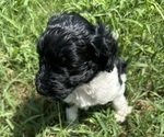 Small #5 Breeder Profile image