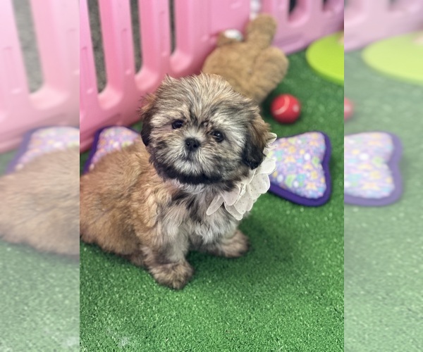 Medium Photo #6  Breeder Profile in GLEN ALLEN, VA, USA