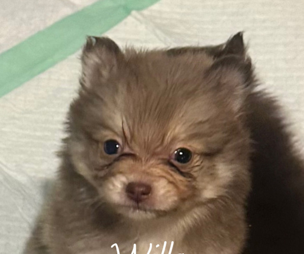 Medium Photo #10  Breeder Profile in ANDALUSIA, AL, USA