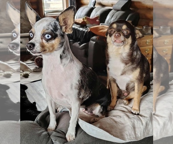Medium Photo #1  Breeder Profile in KIRKLAND, AZ, USA