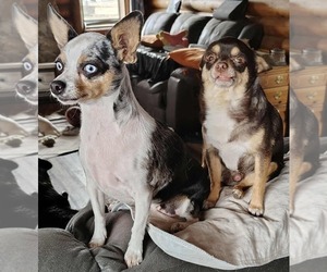 Chihuahua Dog Breeder near KIRKLAND, AZ, USA