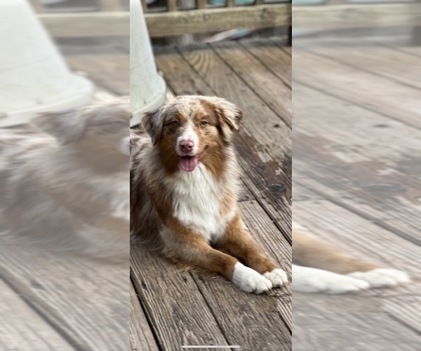 Medium Photo #13  Breeder Profile in BETHANY, CT, USA