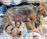 Small #51 Breeder Profile image