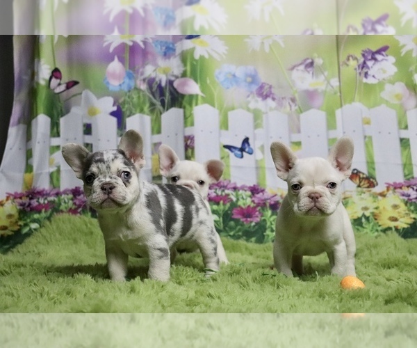 Medium Photo #1  Breeder Profile in ANDERSON, IN, USA