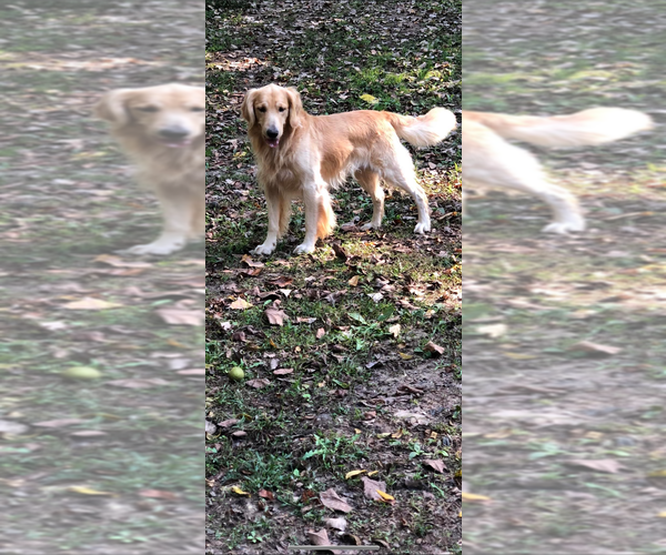 Medium Photo #1  Breeder Profile in ROCKY COMFORT, MO, USA