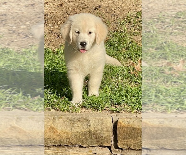 Medium Photo #5  Breeder Profile in WEATHERFORD, TX, USA