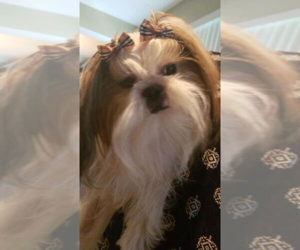 Medium Photo #10  Breeder Profile in WESLEY CHAPEL, FL, USA