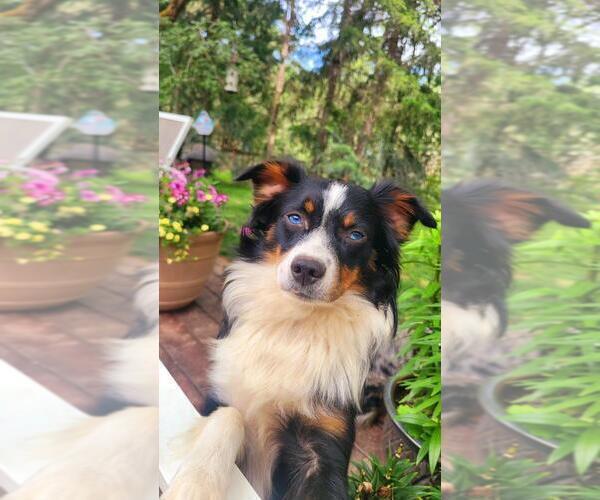 Medium Photo #11  Breeder Profile in GOLD HILL, OR, USA