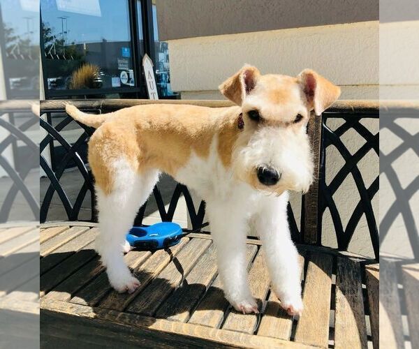 Medium Photo #1  Breeder Profile in NEW RIVER MARINE CORPS AIR S, NC, USA