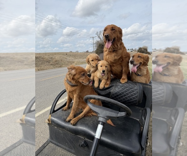 Medium Photo #22  Breeder Profile in FARMINGTON, MN, USA