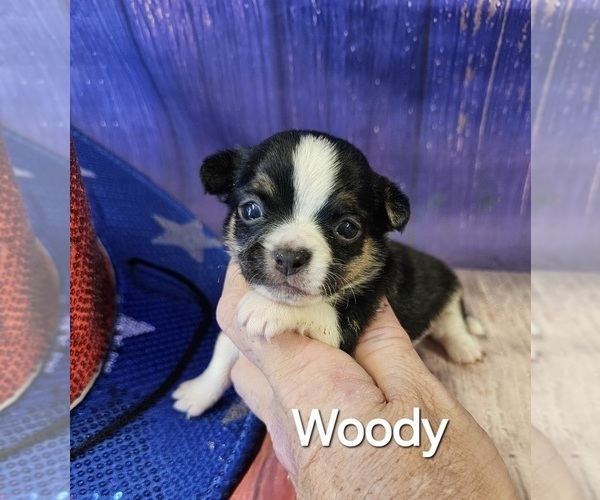 Medium Photo #18  Breeder Profile in HOMERVILLE, GA, USA