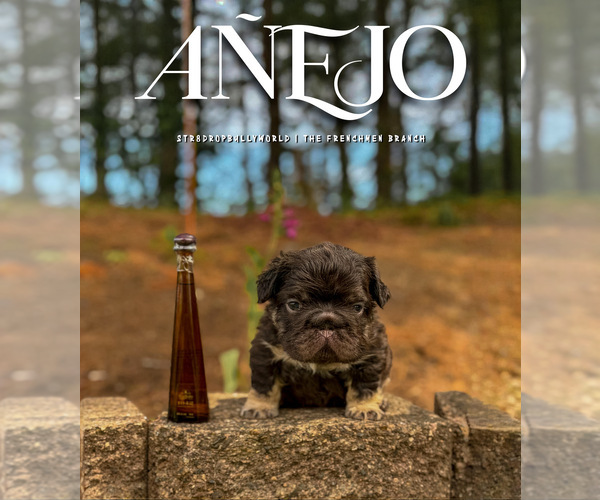 Medium Photo #6  Breeder Profile in BRIDGEWATER, MA, USA