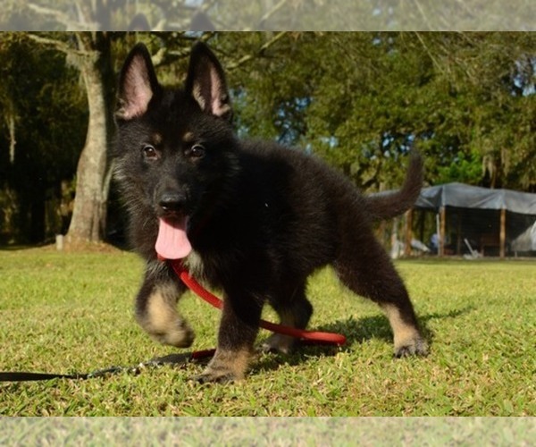 Medium Photo #1  Breeder Profile in MULBERRY, FL, USA