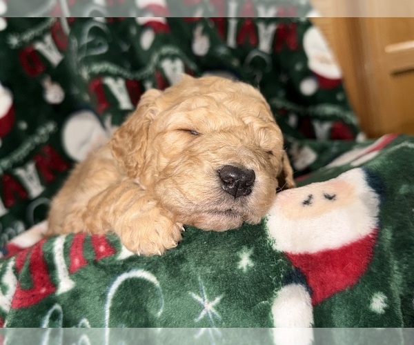 Medium Photo #8  Breeder Profile in HAZEL GREEN, KY, USA