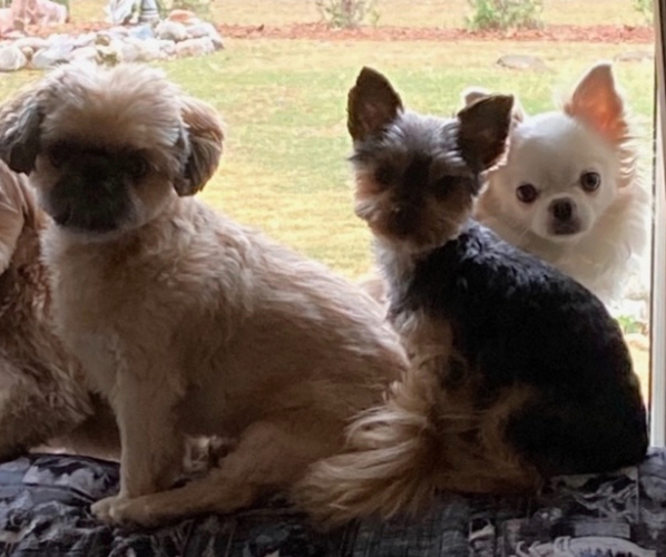 Medium Photo #2  Breeder Profile in NAPERVILLE, IL, USA