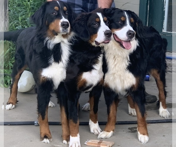 Medium Photo #1  Breeder Profile in BERGHOLZ, OH, USA