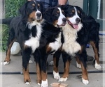 Small breeder photo