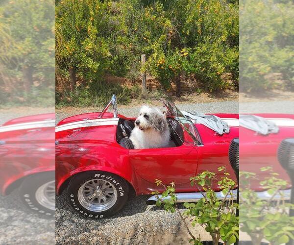 Medium Photo #1  Breeder Profile in LAGUNA BEACH, CA, USA