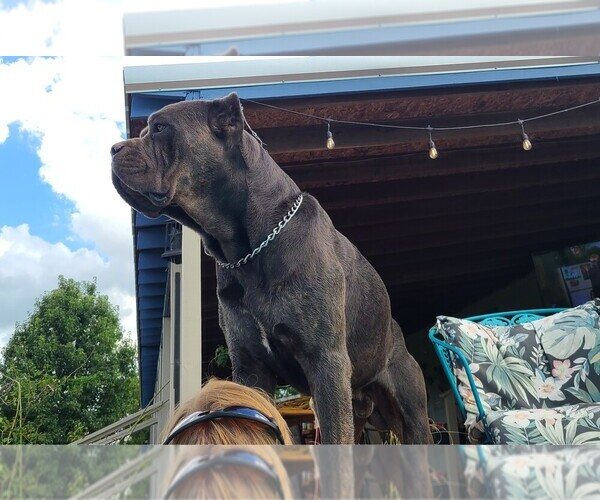 Medium Photo #6  Breeder Profile in WEATHERFORD, TX, USA