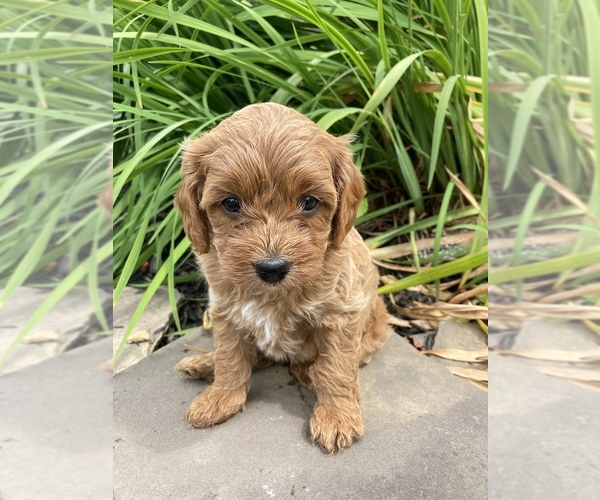 Medium Photo #1  Breeder Profile in NARVON, PA, USA