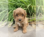 Small breeder photo