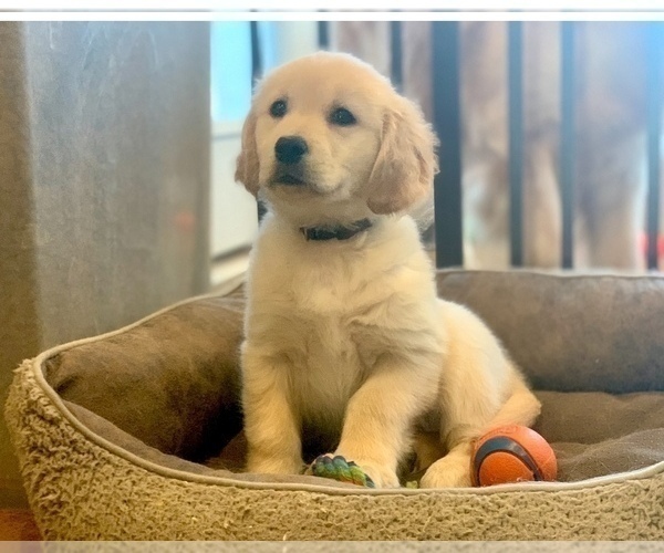 Medium Photo #4  Breeder Profile in STELLA, NC, USA