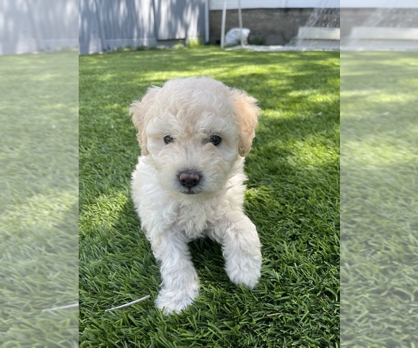 Medium Photo #1  Breeder Profile in TUJUNGA, CA, USA