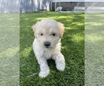 Small breeder photo