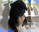 Small breeder photo