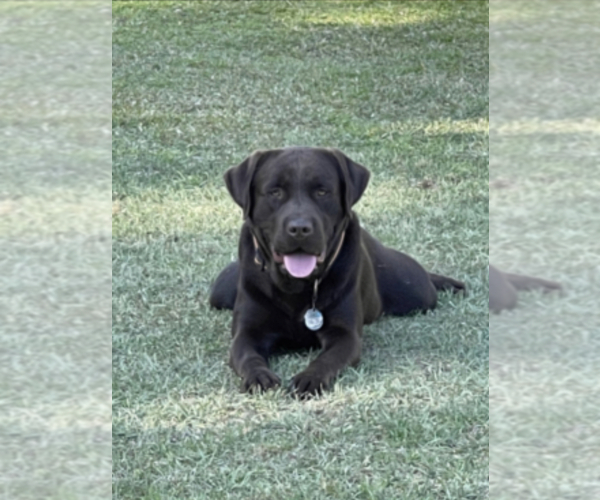 Medium Photo #3  Breeder Profile in LELAND, NC, USA