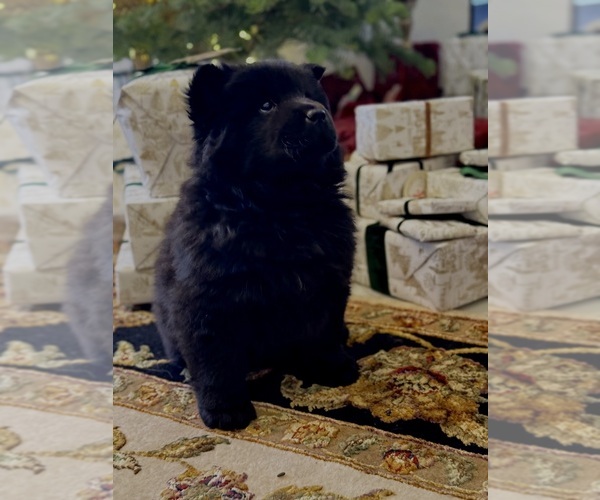 Medium Photo #8  Breeder Profile in SAINT GEORGE, UT, USA