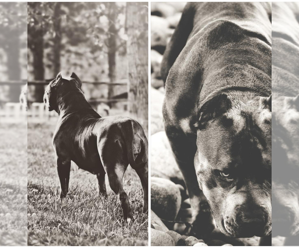 Medium Photo #1  Breeder Profile in YAKIMA, WA, USA