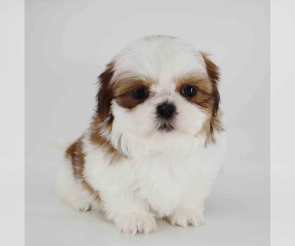 Medium Photo #1  Breeder Profile in LOS ANGELES, CA, USA
