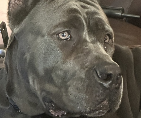 Medium Photo #9  Breeder Profile in DAYTON, TX, USA