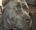 Small #8 Breeder Profile image