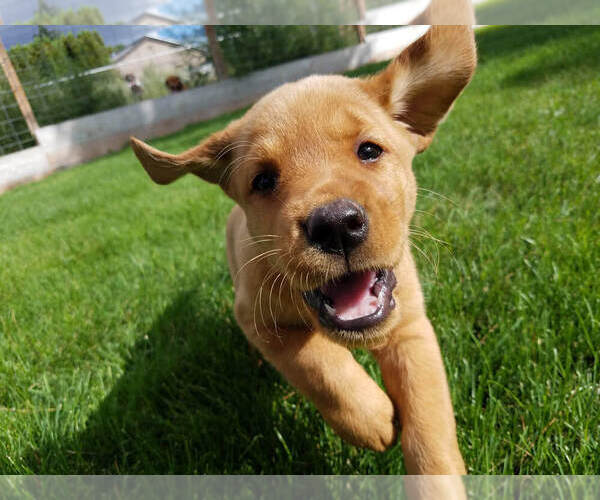Medium Photo #1  Breeder Profile in YAKIMA, WA, USA