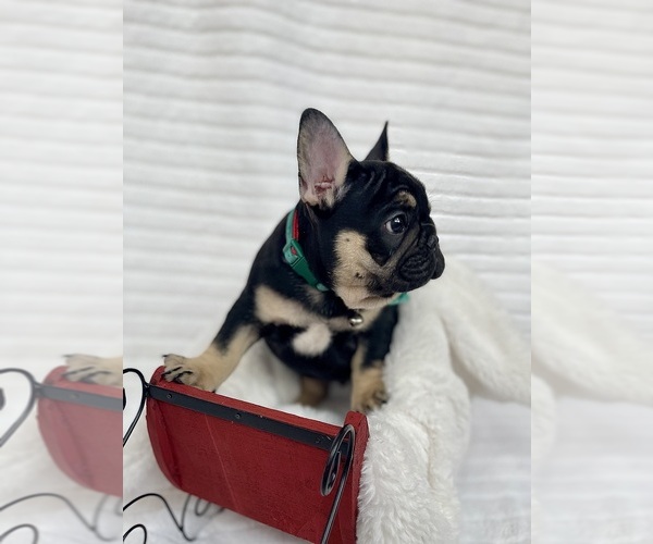 Medium Photo #22  Breeder Profile in KALISPELL, MT, USA