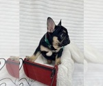 Small #21 Breeder Profile image