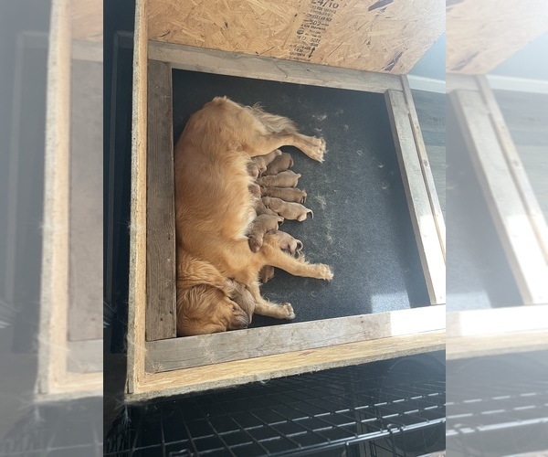 Medium Photo #1  Breeder Profile in GIRARD, KS, USA