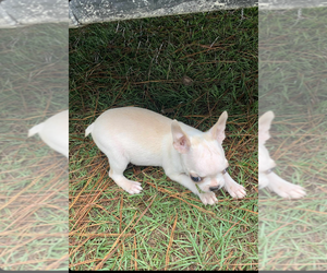 Boston Terrier Dog Breeder near PINK HILL, NC, USA