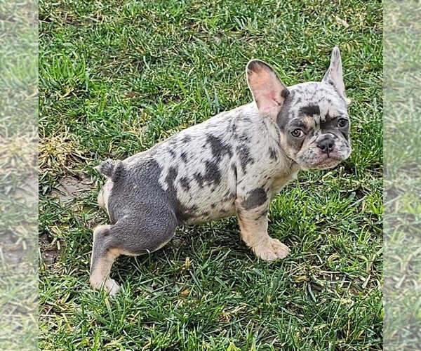 Medium Photo #79  Breeder Profile in CHINO HILLS, CA, USA